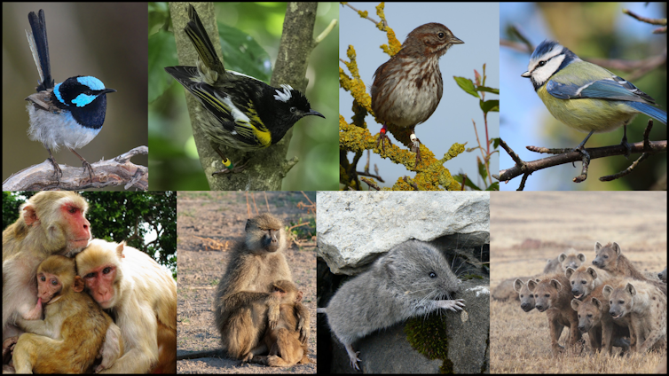 A four by two grid of photographs, showing a superb fairy-wren, hihi, song sparrow, blue tit, rhesus macaque, yellow baboon, snow vole and spotted hyena