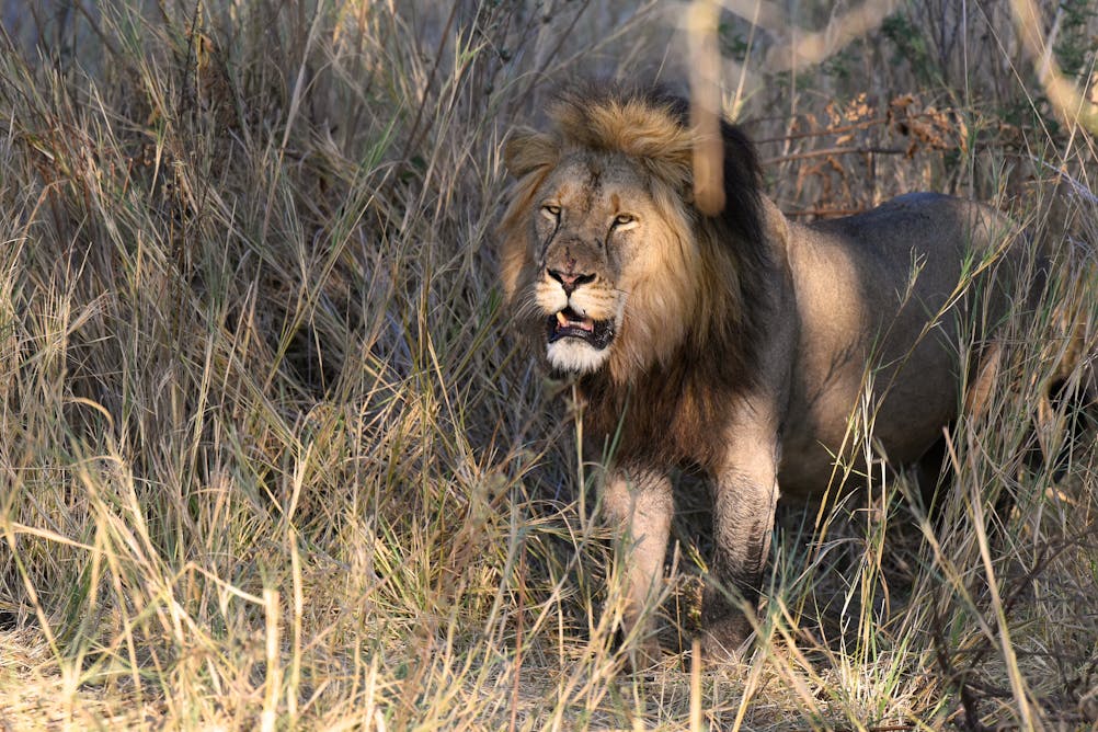 Snare and shotgun injuries reveal more about threats to lions and leopards  in Zambia