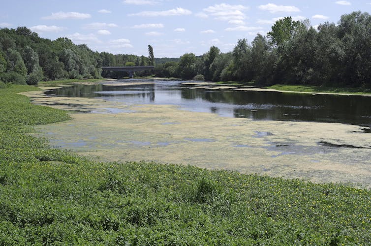 Le surplus d'azote et de phosphore (utilisés comme engrais) provoque une explosion des algues vertes, qui peut conduire à un étouffement du milieu. Daniel Jolivet/flickr, CC BY