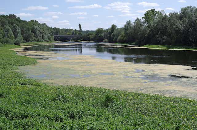Rivière a demi reccouvertes d'algues et de plantes.