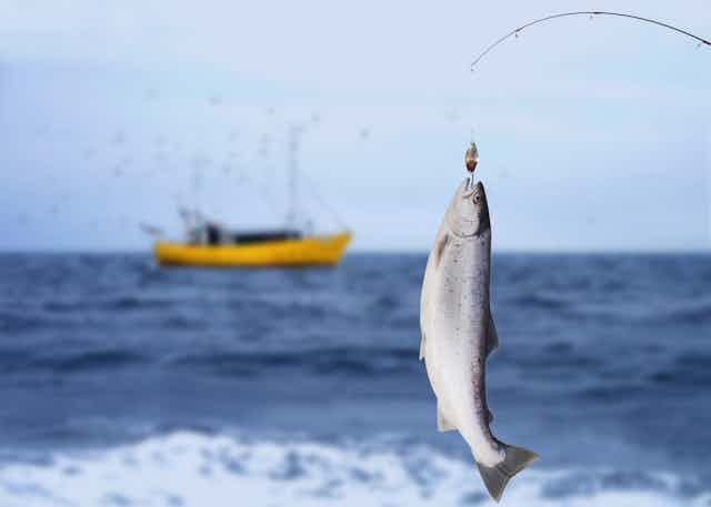 A salmon caught on a line with the sea and a fishing trawler in the background