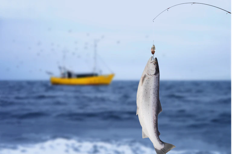 A salmon caught on a line with the sea and a fishing trawler in the background