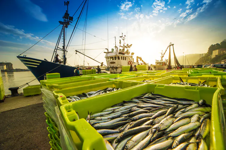 A fishing boat and its unloaded catch of the day.