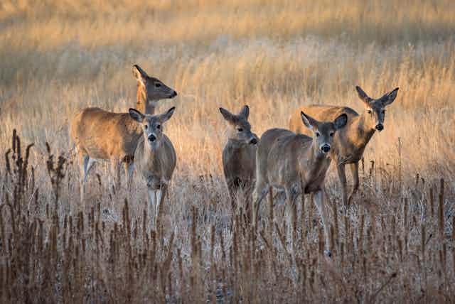 Five deer move through a field in a group.