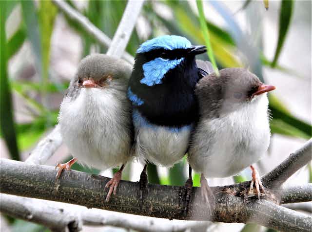 A photograph of a black and blue adult bird sitting on a branch with two smaller grey fluffy chicks.