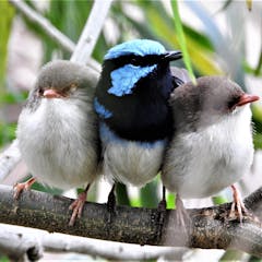 natural selection research paper ideas