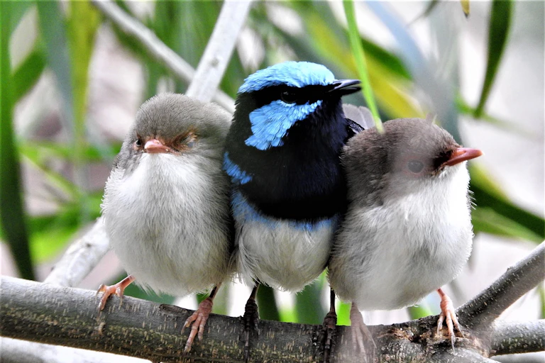 A photograph of a black and blue adult bird sitting on a branch with two smaller grey fluffy chicks.