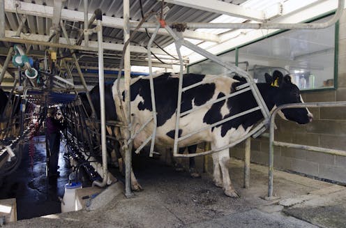 11,000 litres of water to make one litre of milk? New questions about the freshwater impact of NZ dairy farming