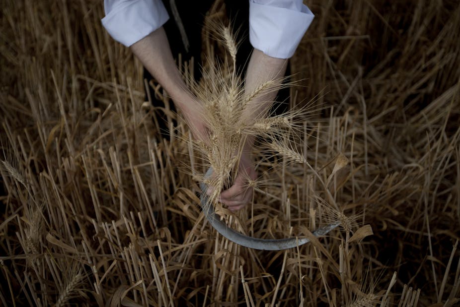A close-up photo of a person's hands as they harvest wheat.