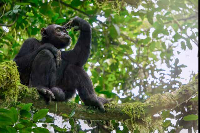 Image of a chimp in a tree.