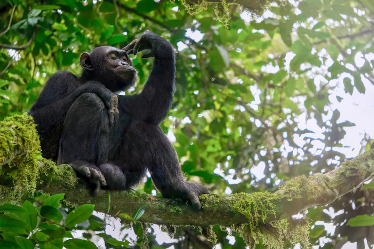 Image of a chimp in a tree.