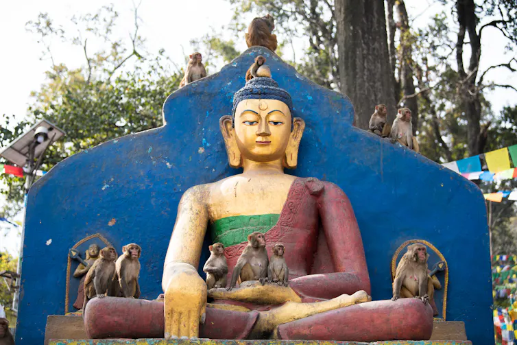 Image de singes macaques rhésus au temple de Swayambhunath, au-dessus de Katmandou