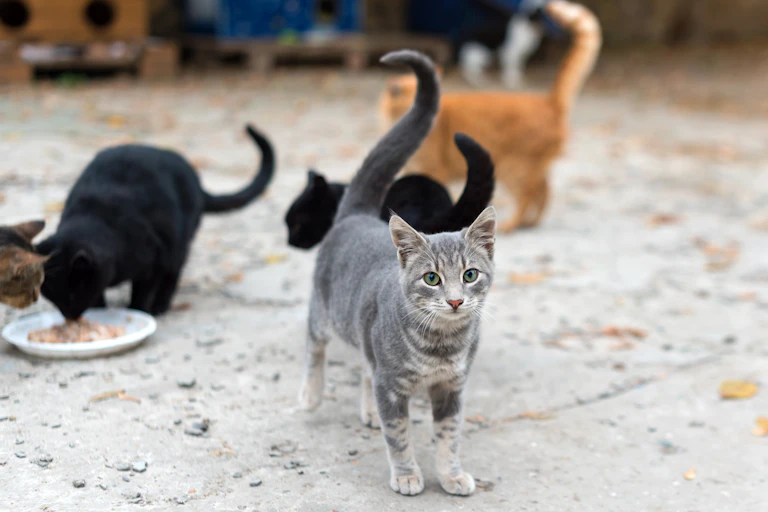 Gato en primer plano.