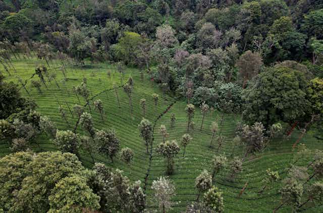 A field of crops flows like a river through a deforested swath of land in the middle of a rainforest.