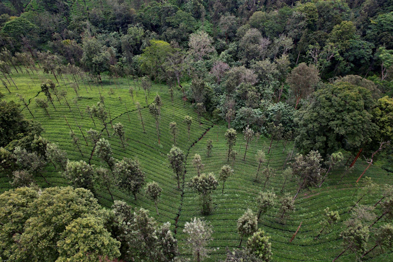 A field of crops flows like a river through a deforested swath of land in the middle of a rainforest.