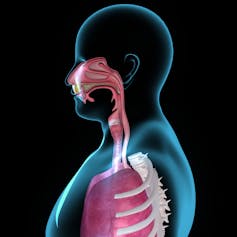 A cross section of a human highlighting the respiratory system of the nose, throat and lungs.