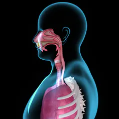 A cross section of a human highlighting the respiratory system of the nose, throat and lungs.