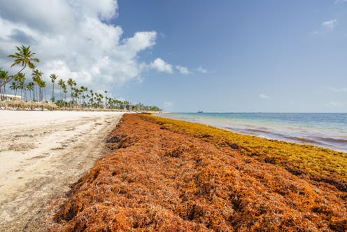 Stinky seaweed is clogging Caribbean beaches – but a New Zealand solution could turn it into green power and fertiliser