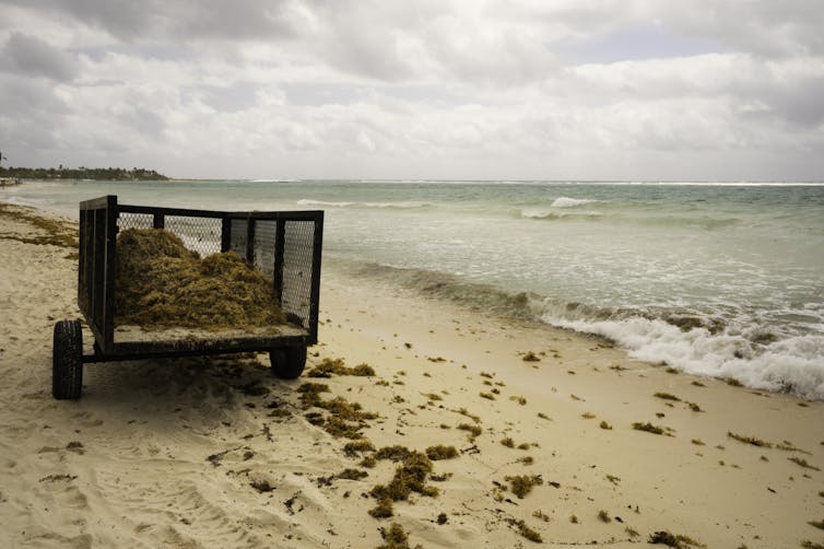 A trailer half-filled with brown seaweed on the beach.