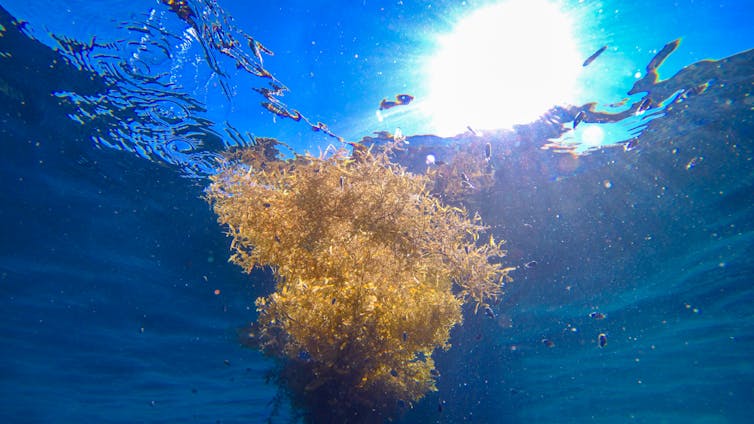 Underwater view of brown seaweed.