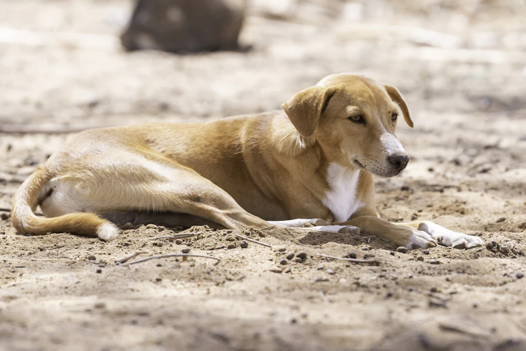 Image of a dog
