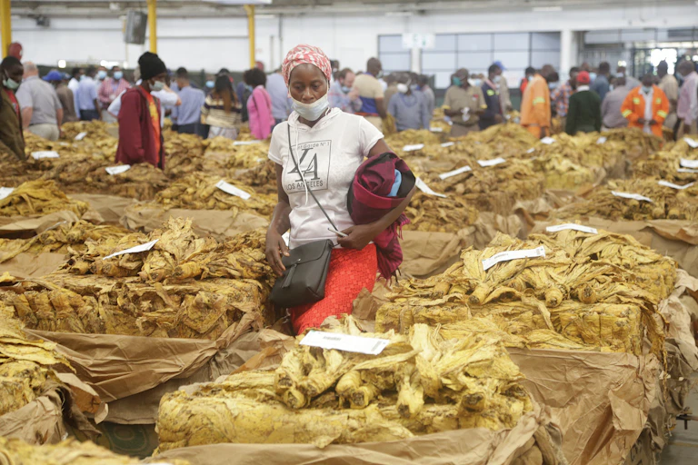 A woman wearing a COVID mask, with a handbag strapped on her shoulder, stands among bales of tobacco leaves at an auction.
