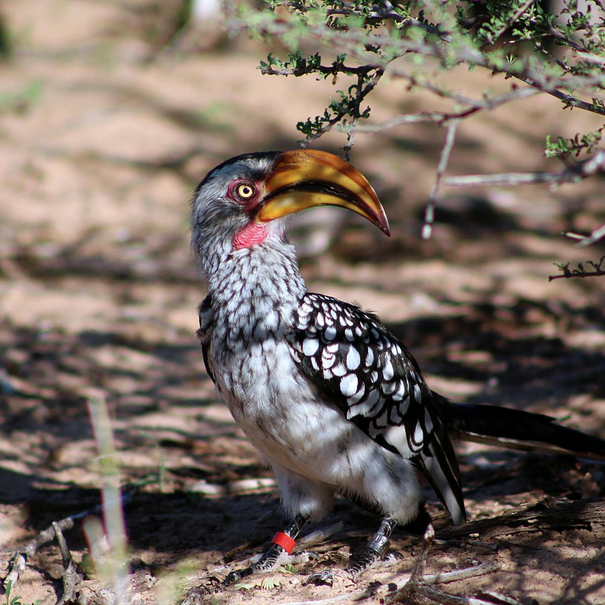 Hotter Kalahari desert may stop hornbills breeding by 2027