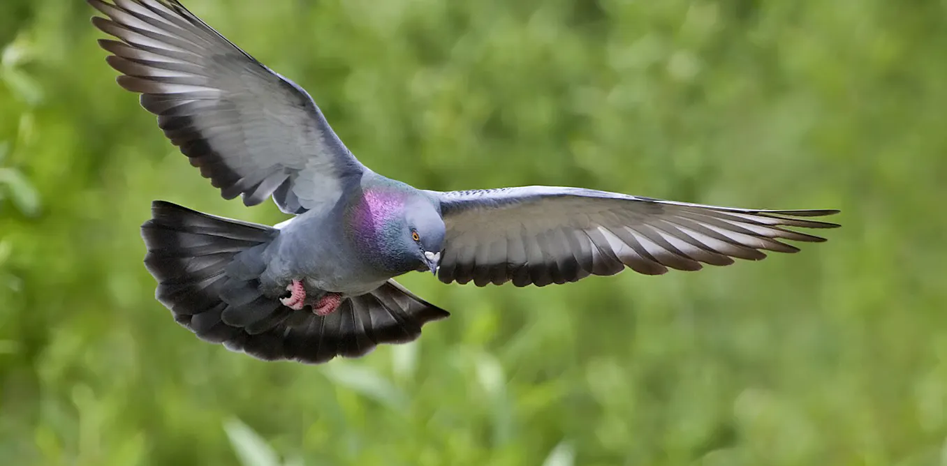 Pigeon Rspb Explainer: how do homing pigeons navigate?
