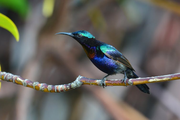 Colourful bird on branch