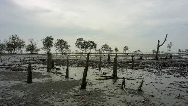 mangroves deforested 
