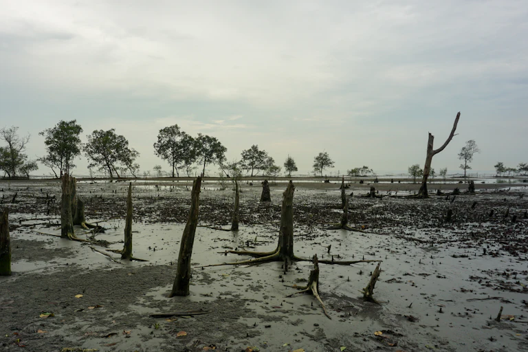mangroves deforested
