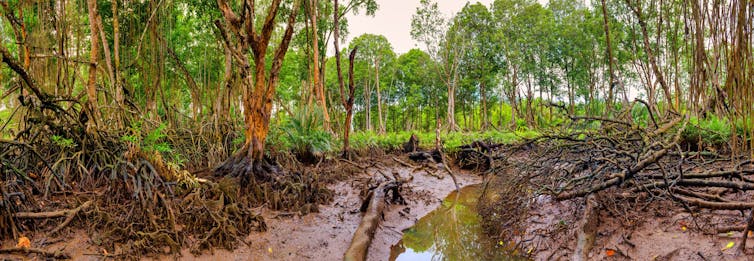 Mangroves and mud