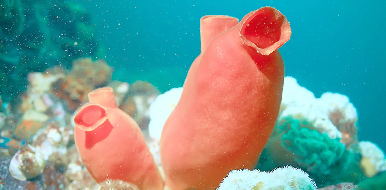 Photograph accompanying Plasmalogens from edible sea squirts sped aged mice to a hidden platform after five days