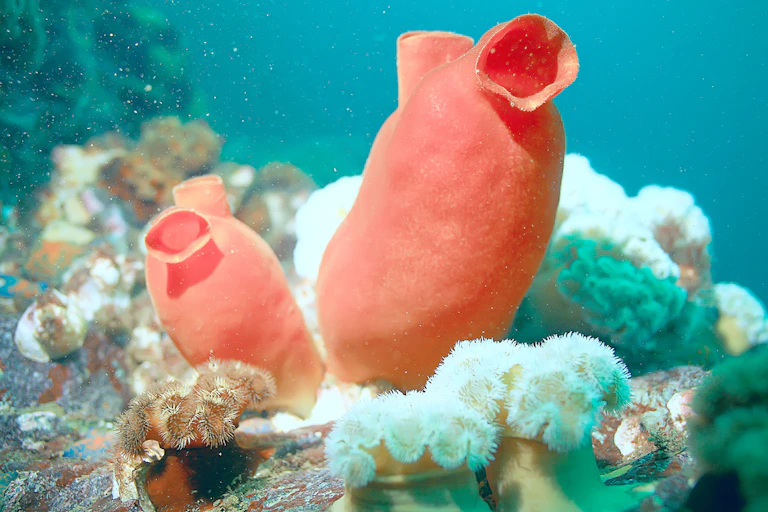 Sea squirts
