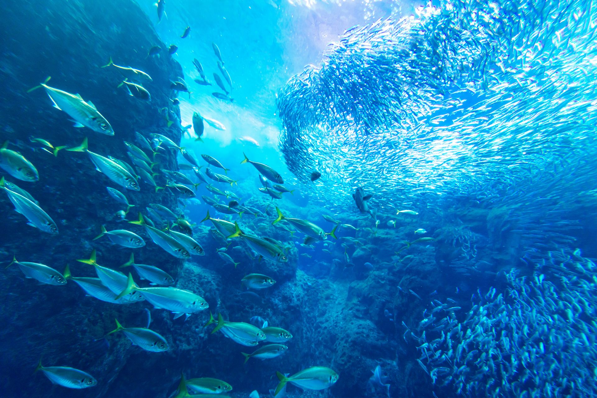 On dispose des outils nécessaires pour garantir une infinité de poissons  aux générations futures