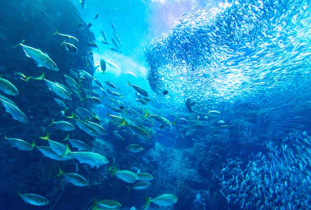 Des centaines de poissons nagent le long d'un affleurement rocheux.