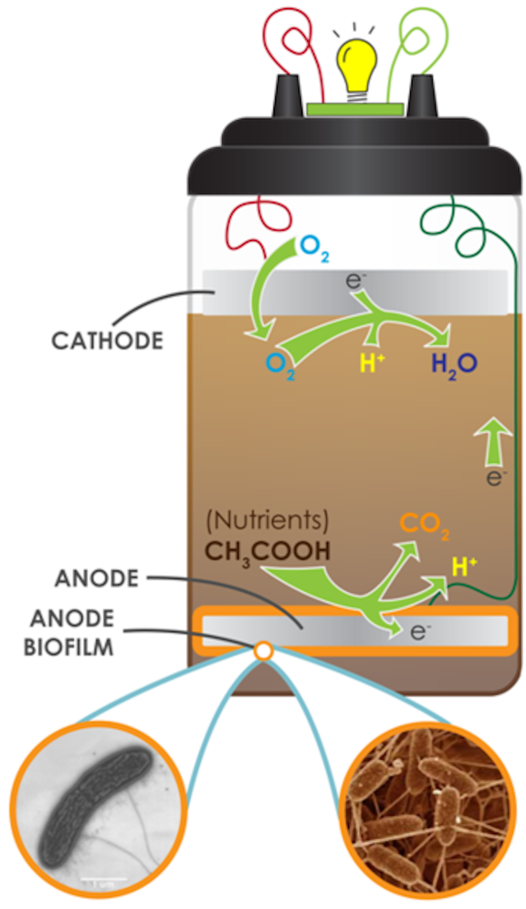 Mud power: how bacteria can turn waste into electricity