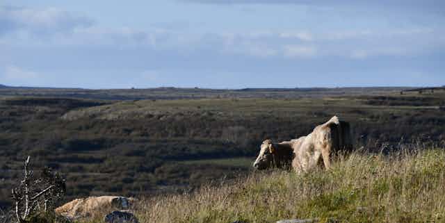 Cow on a rocky Irish landscape. 