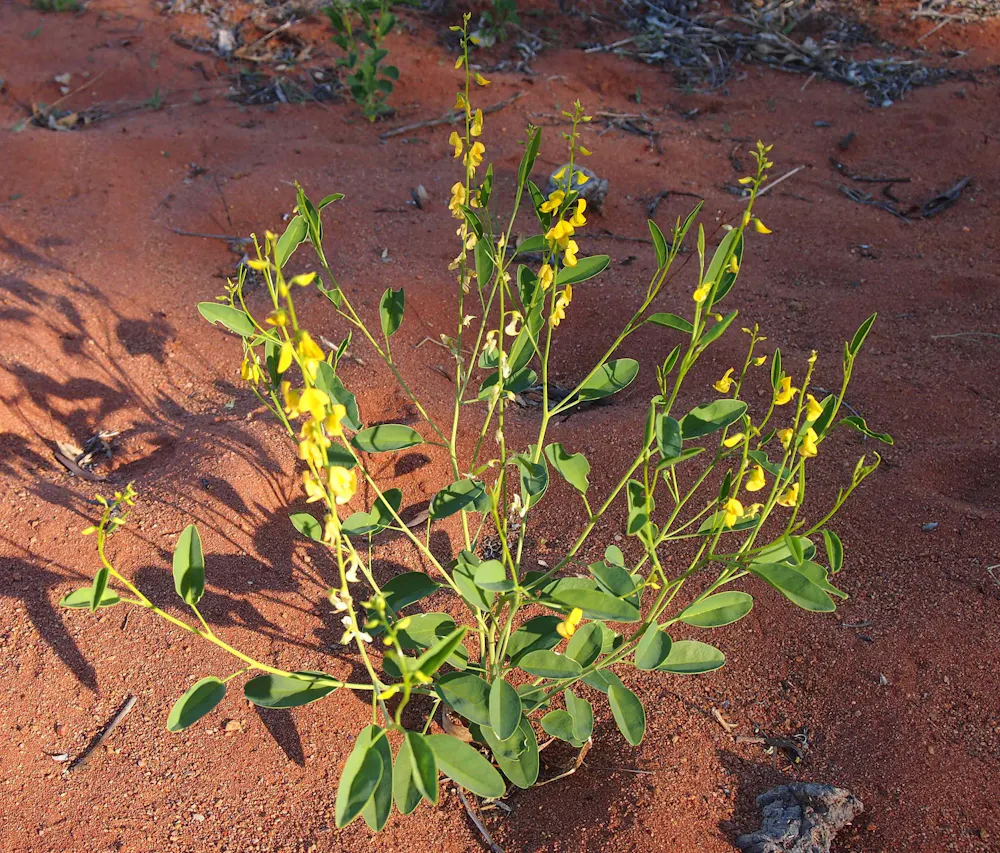 Yellow Rattlepod Tapping mineral wealth in mining waste could offset damage from new ...