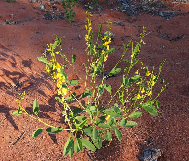 new holland rattlepod plant