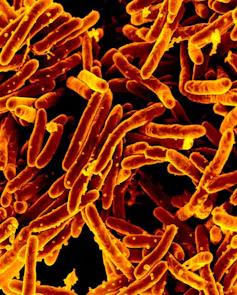 A grouping of rod-shaped bacteria coloured orange, against a black background