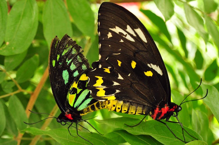 Two colourful butterflies sit on leaves, facing away from one another.
