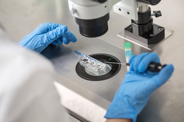 A lab technician wearing blue surgical gloves uses a microscope to examine the IVF process.