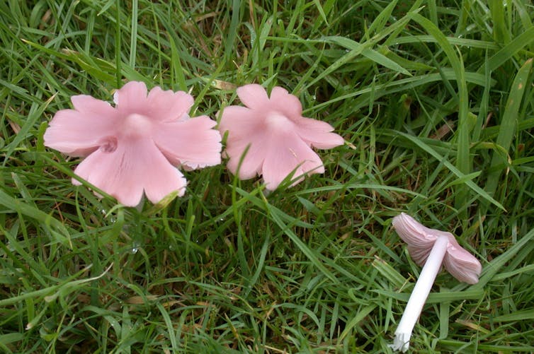 Three pink mushrooms with split edges in grass.