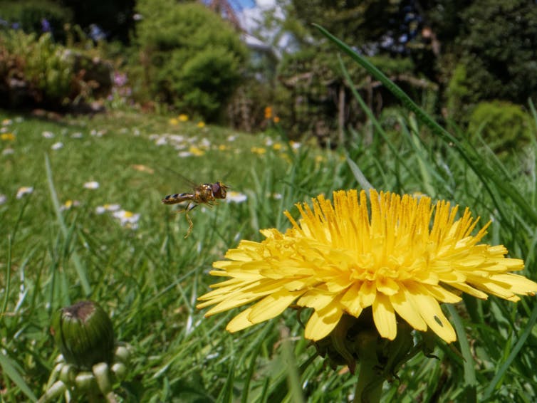 A hoverfly inspects a yellow dandelion in tall garden grass.
