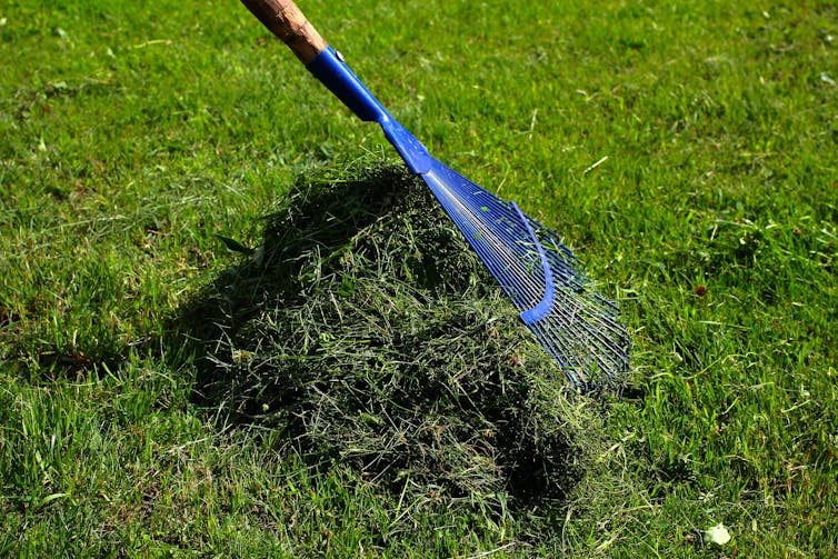 A blue rake on a wooden stick collects grass cuttings in a pile.