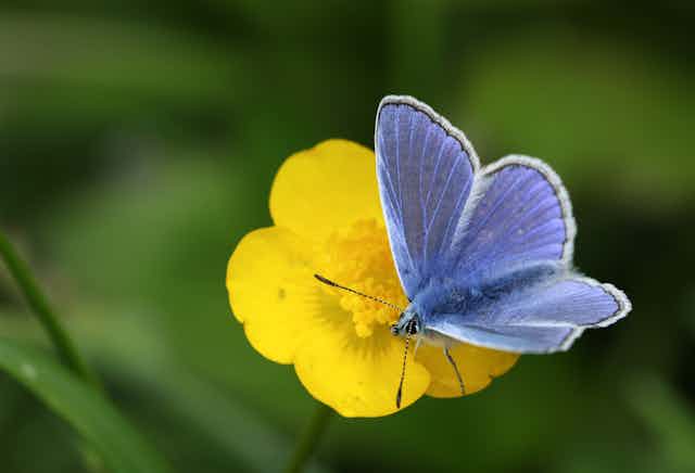 A powder blue butterfly on a yellow buttercup flower.