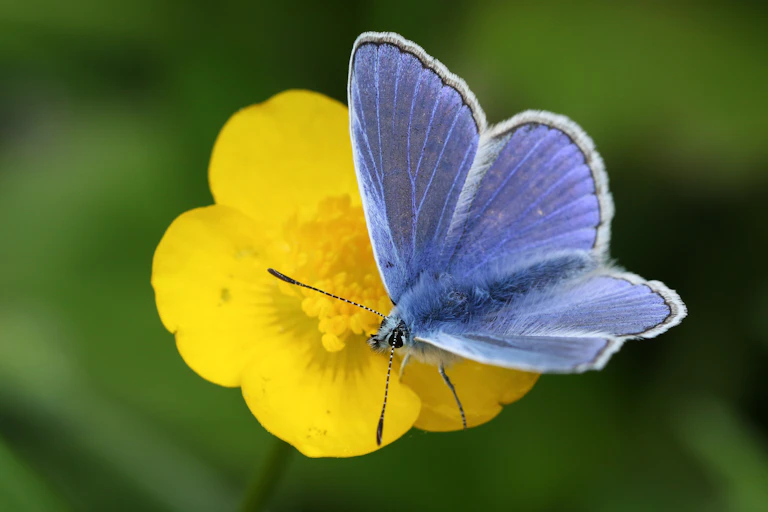A powder blue butterfly on a yellow buttercup flower.