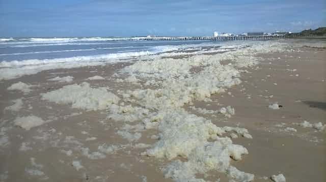 Paquets de mousses blanchatres sur une grande plage de sable.