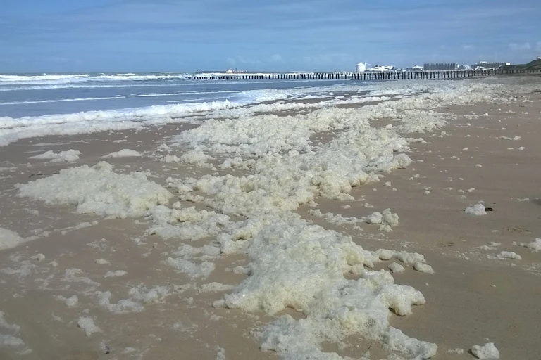 Paquets de mousses blanchatres sur une grande plage de sable.